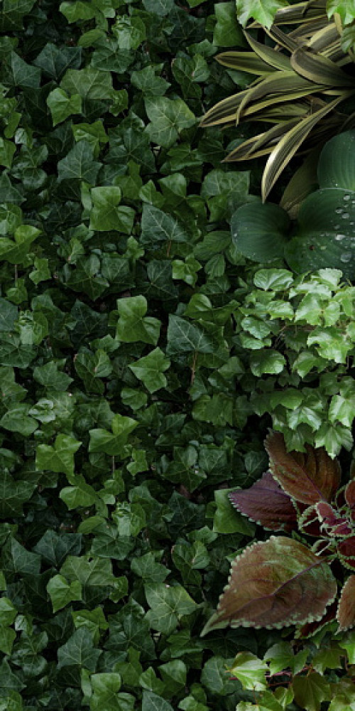 Плитка декор 41Zero42 100x50 Paper41 Pro JANE A 4100151 Плитка декор 41Zero42 100x50 Paper41 Pro JANE A 4100151