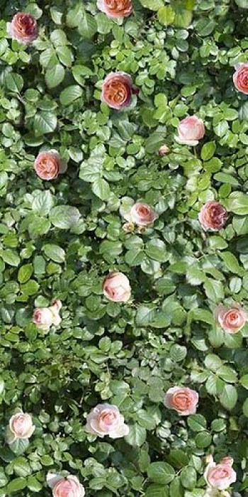 Плитка Casalgrande Padana Coral Rose 12560028 240x120 6мм зеленый Плитка Casalgrande Padana Coral Rose 12560028 240x120 6мм зеленый